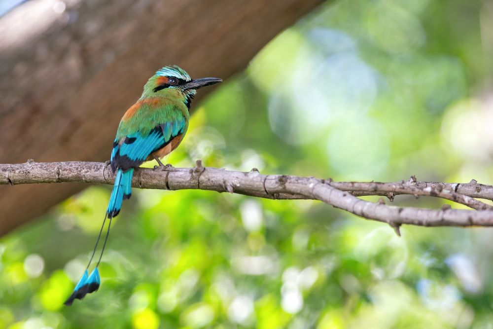 Blue Green Bird Nicaragua Travel South East Nicaragua
