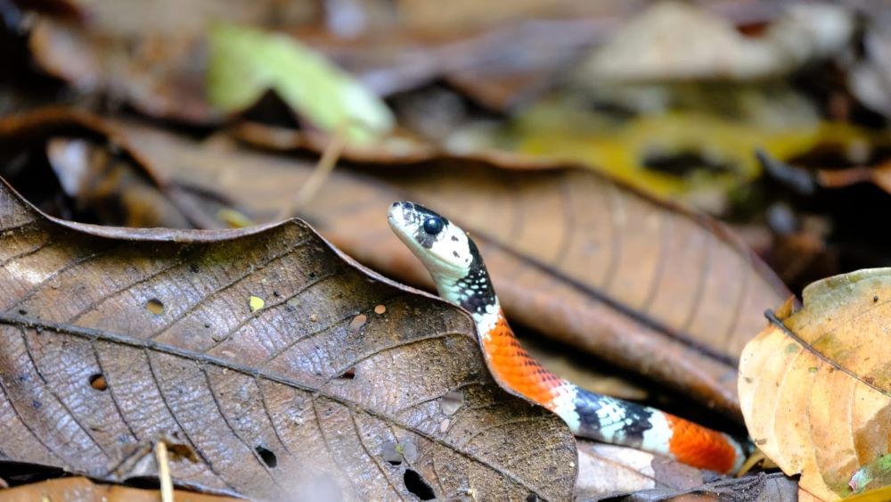 Colourful Snake Nicaragua Travel South East Nicaragua