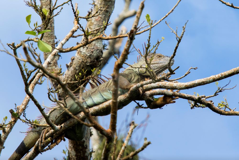 Travel South East Nicaragua Iguana In Tree
