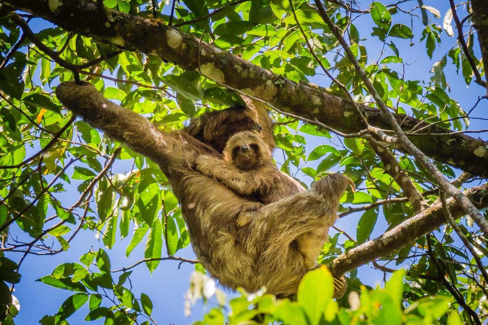 Sloth Hanging In Tree Travel South East Nicaragua