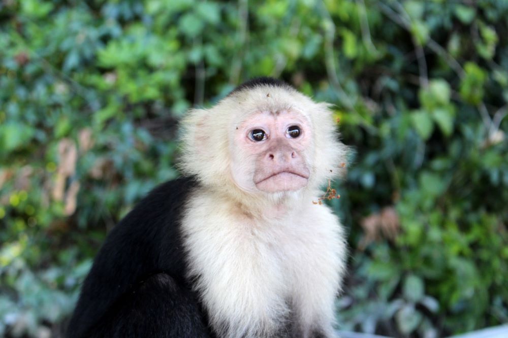 Travel South East Nicaragua White Faced Monkey