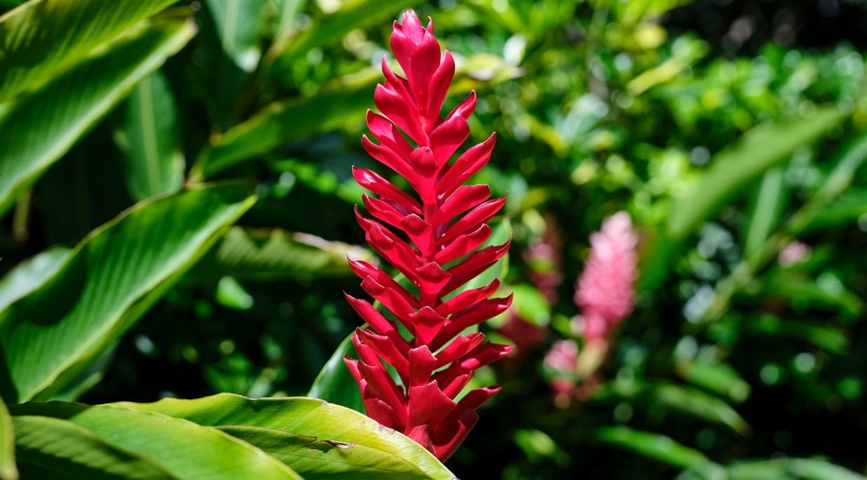 Red Flower Nicaragua