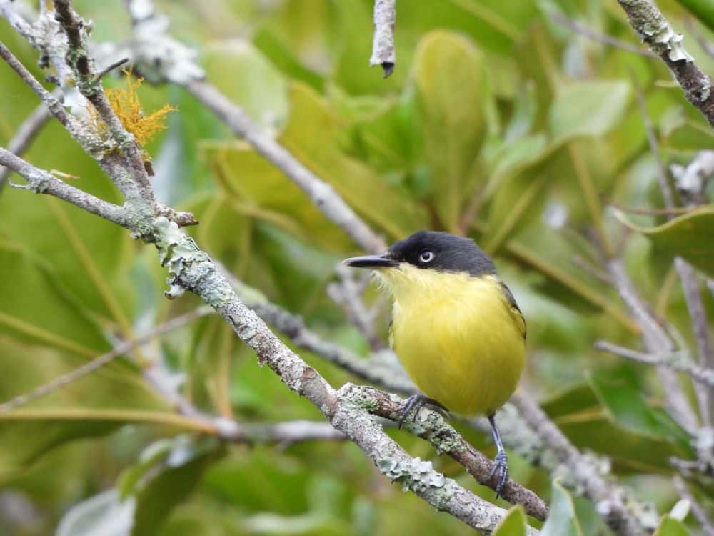 Yellow Bird Nicaragua Highlands