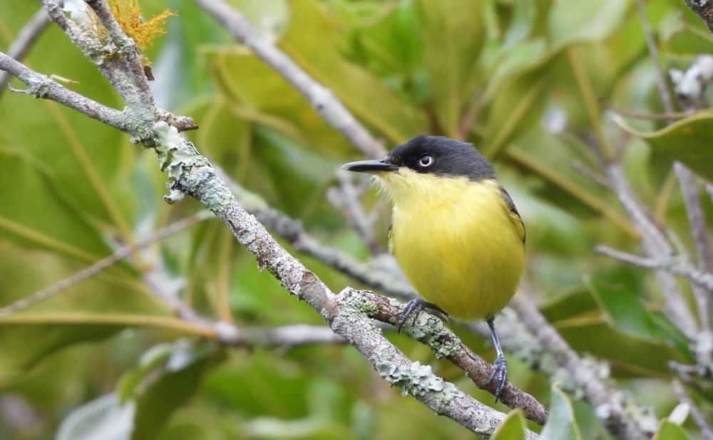 Yellow Black Bird Nicaragua