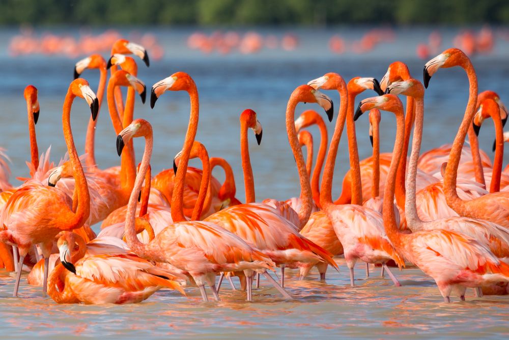 Flamingos Yucatan Dos Mares El Cuyo luxury holidays to Mexico