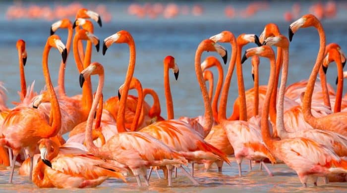 Flamingos Yucatan Peninsula Mexico Rio Lagartos Celestun El Cuyo