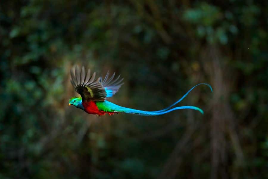 Biotopo Del Quetzal Guatemala