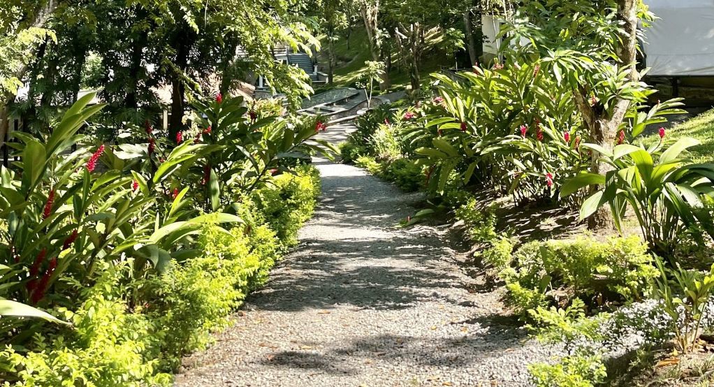 A garden pathway with plants either side