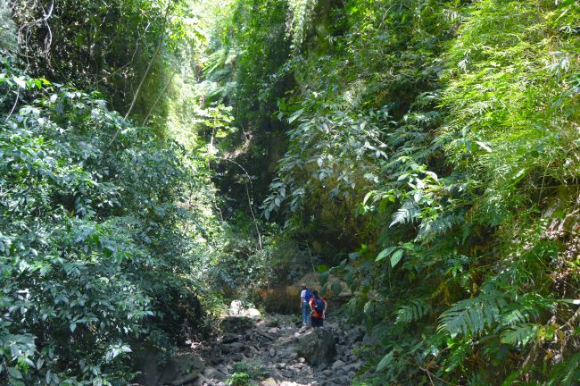 Forest Hike Ometepe Island