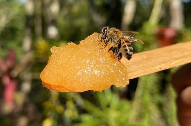 Xkopek Bee Park Valladolid