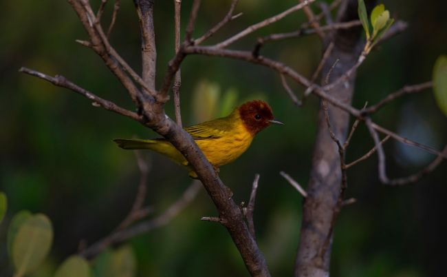 Mangrove Warbler