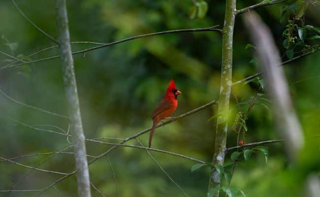 Northern Cardinal Bird
