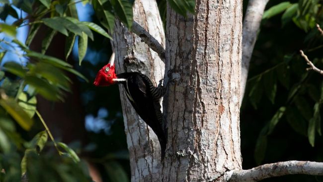 Pale Billed Woodpecker