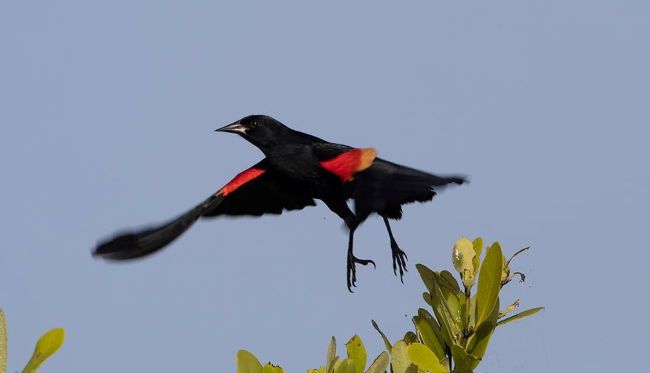 Red Winged Blackbird