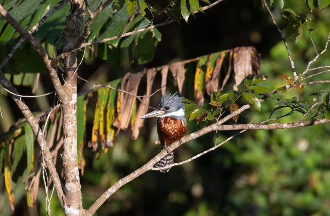 Ringed Kingfisher