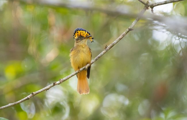 Royal Flycatcher