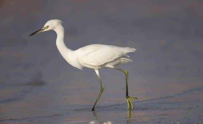 Snowy Egret Mexico