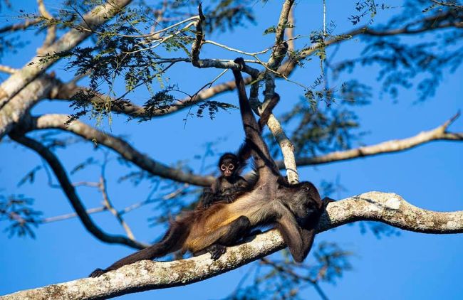 Spider Monkey in tree Yucatan