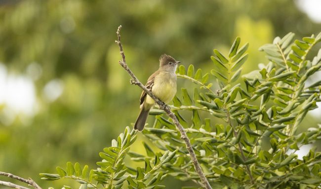 Yellow Bellied Elaenia Yucatan